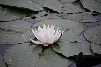 《流放之路2》首个大型内容更新公布 4月4日上线